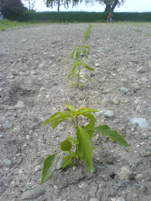 Junge Chilipflanze auf einem Feld