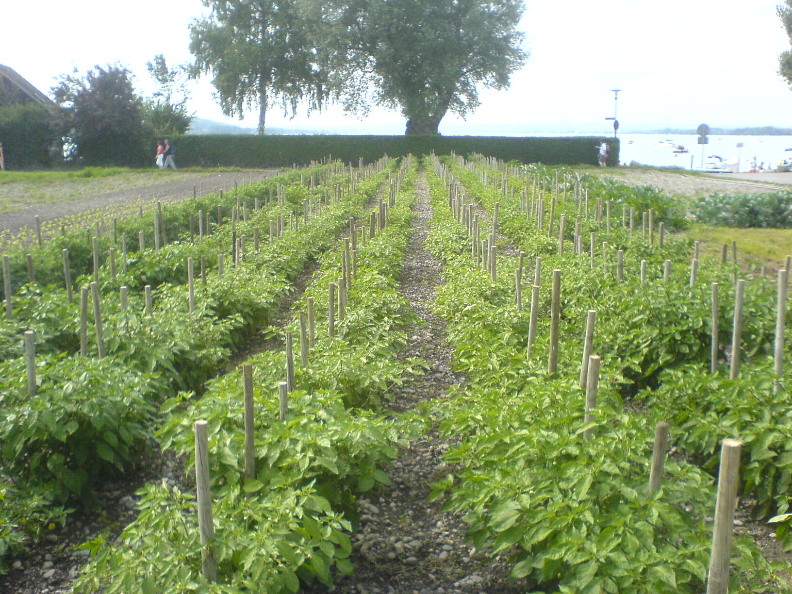 Chilipflanzen auf einem Feld