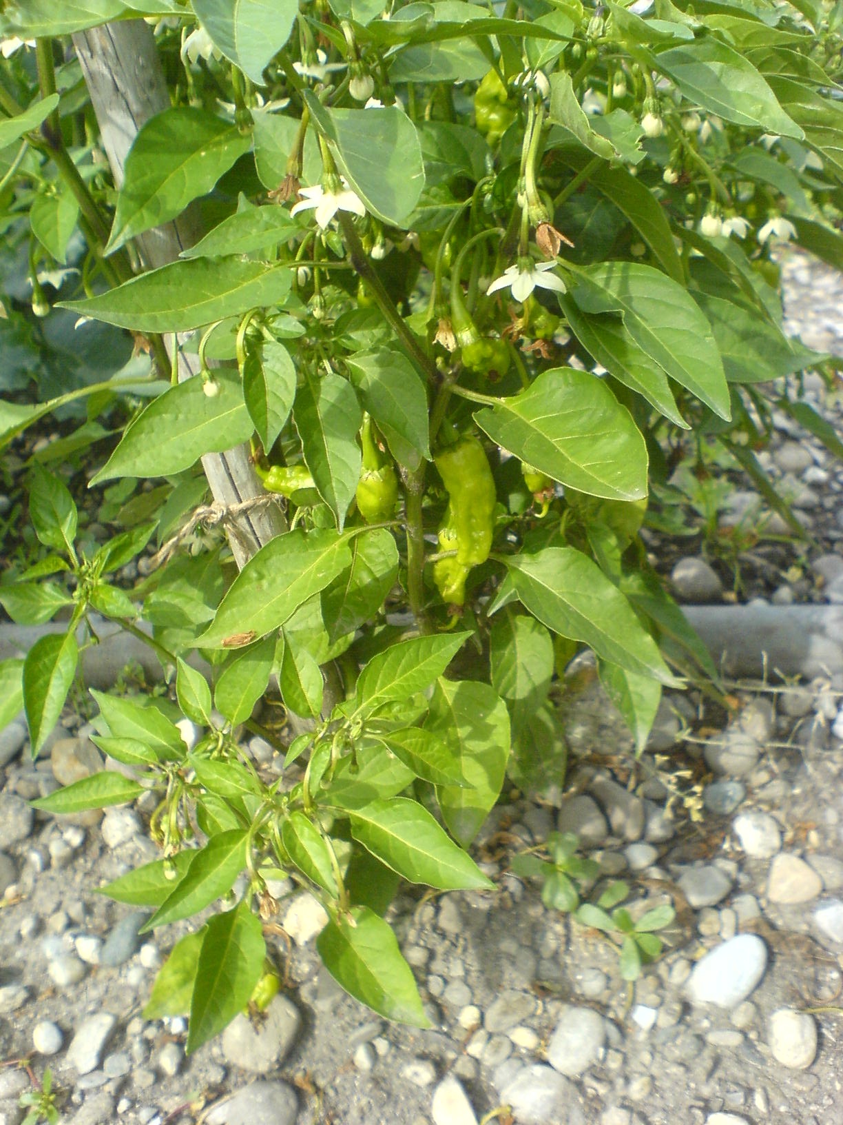 Junge Früchte einer Chilipflanze