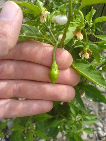 Junge Früchte einer Chilipflanze