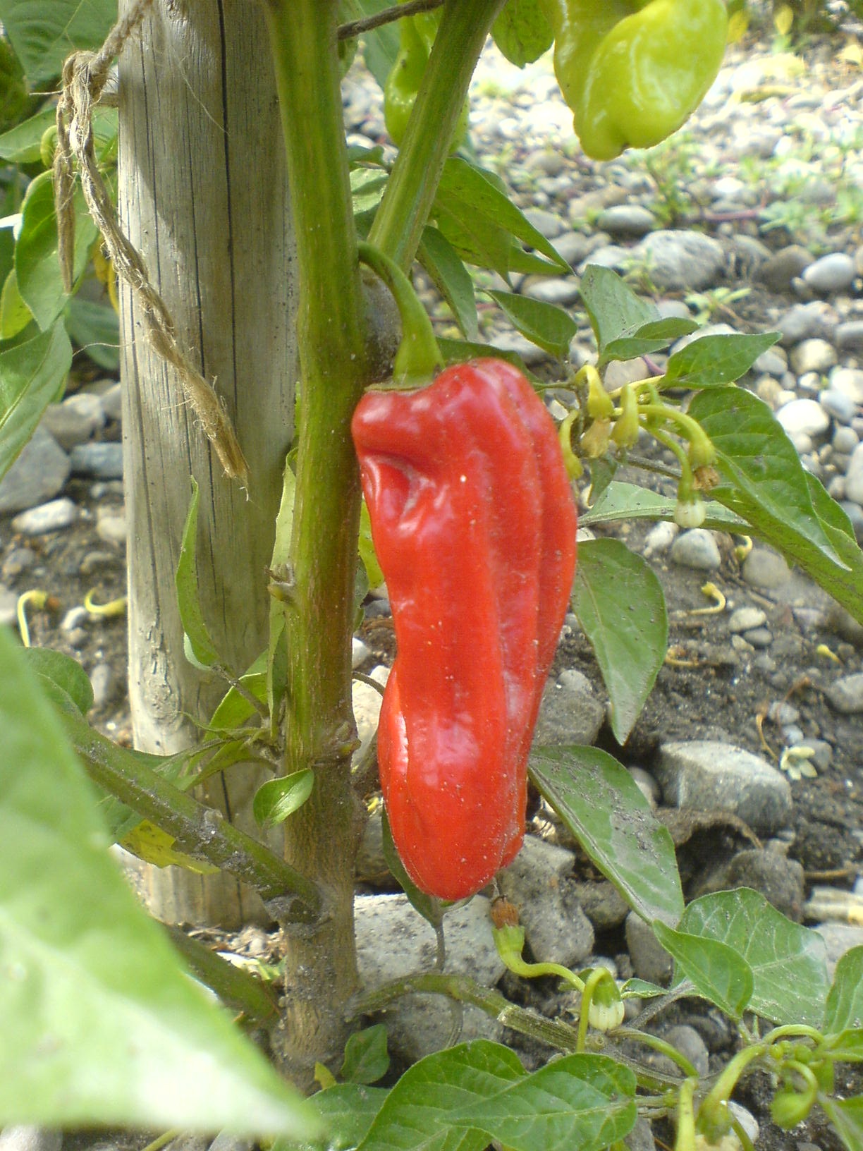 Rote Früchte einer Chilipflanze