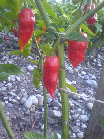 Rote Früchte einer Chilipflanze