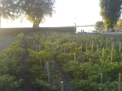 Chilipflanzen auf einem Feld